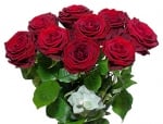 Bouquet de roses rouges